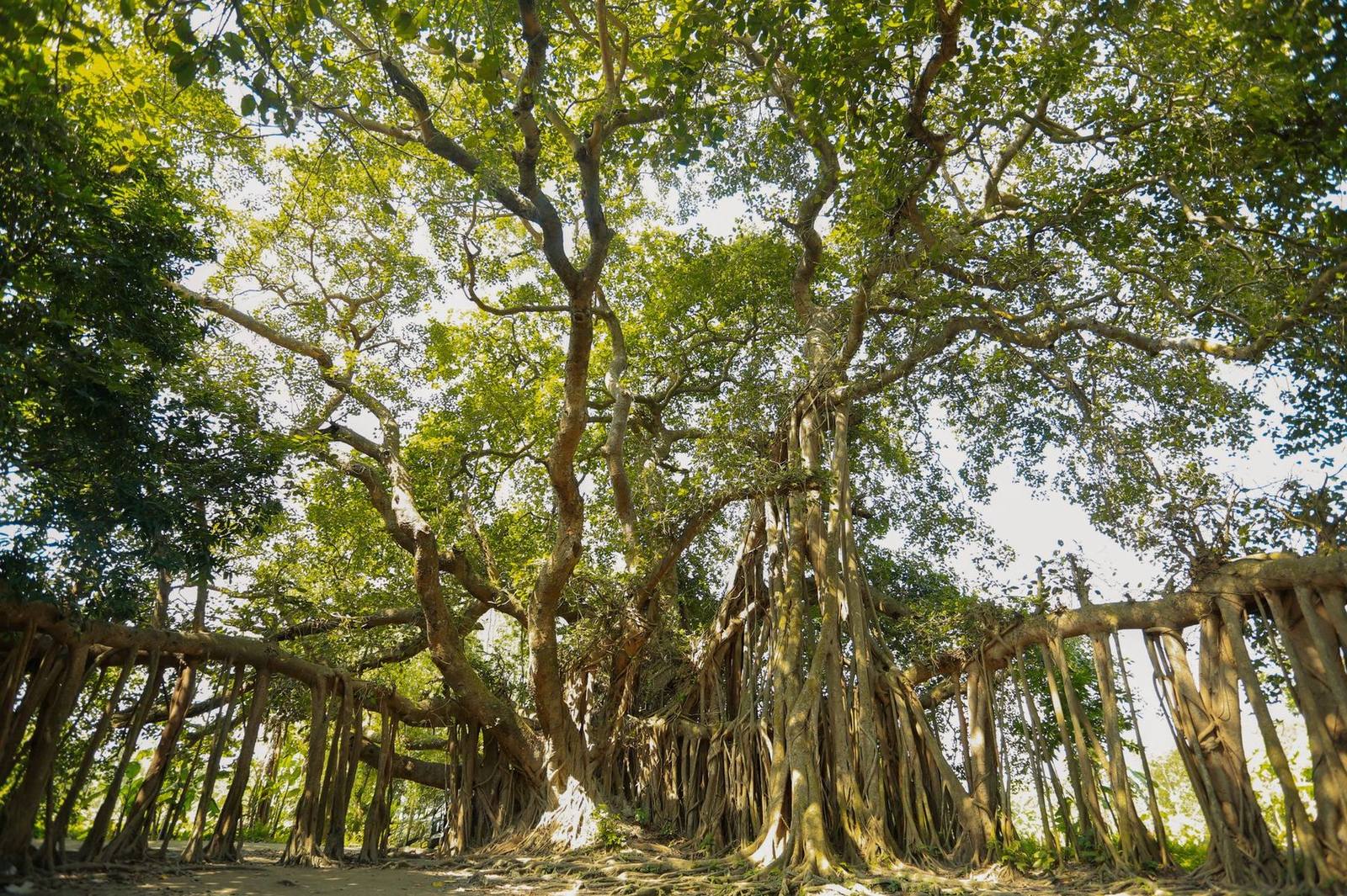 Sunlit tree canopy over Coral Gables