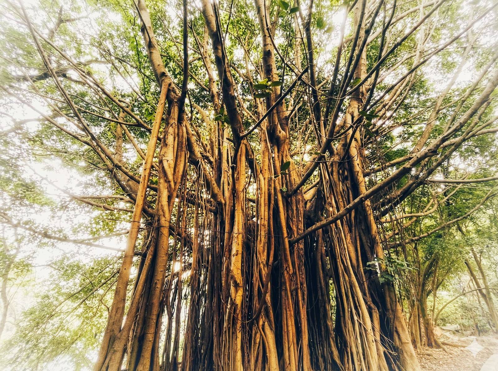 Root system reaching into soil, representing brand strategy foundations