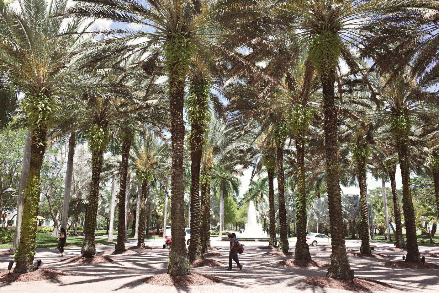 Palm-lined walkway in Coral Gables
